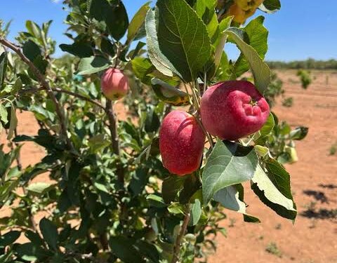 Apple seeedling Grafted apple