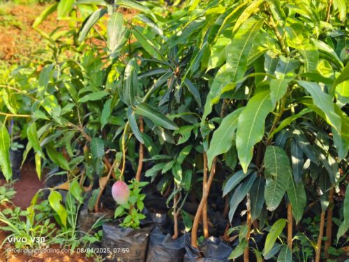 WhatsApp Image 2025-09-23 at 07.14.08_0556ae58 Grafted mango