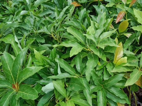 Golden Hass avocado Golden Hass avocado