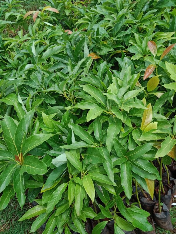 Golden Hass avocado Golden Hass avocado