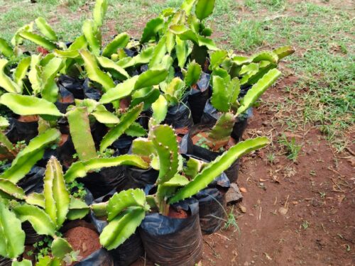 WhatsApp Image 2025-09-23 at 07.14.09_26e1892b Dragon fruit seedlings