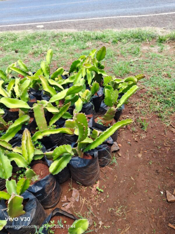 WhatsApp Image 2025-09-23 at 07.14.09_26e1892b Dragon fruit seedlings