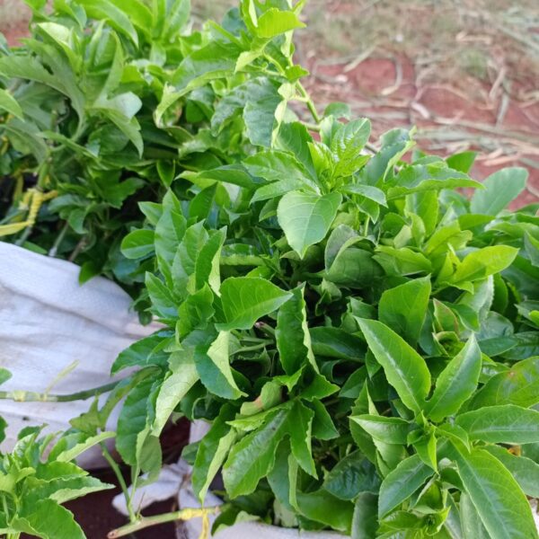 passion fruits Grafted purple passion