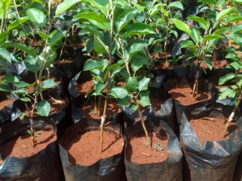 fuete Grafted Pixie seedless oranges