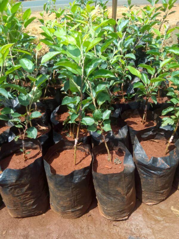 fuete Grafted Pixie seedless oranges