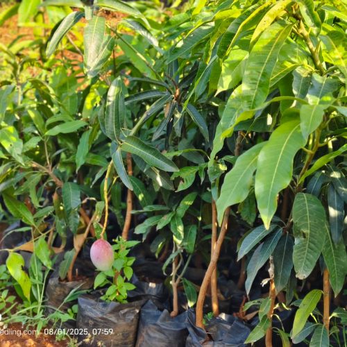 WhatsApp Image 2025-09-23 at 07.14.08_0556ae58