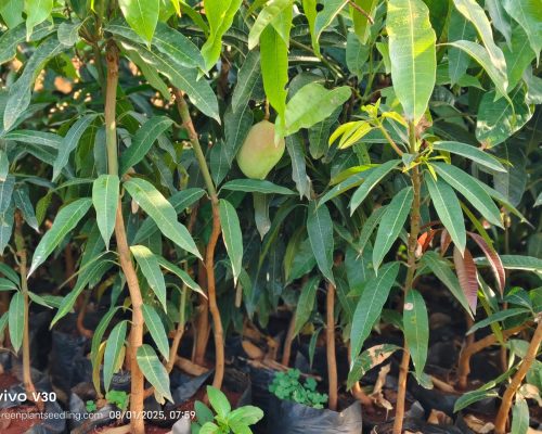 WhatsApp Image 2025-09-23 at 07.14.08_dcc52f8c