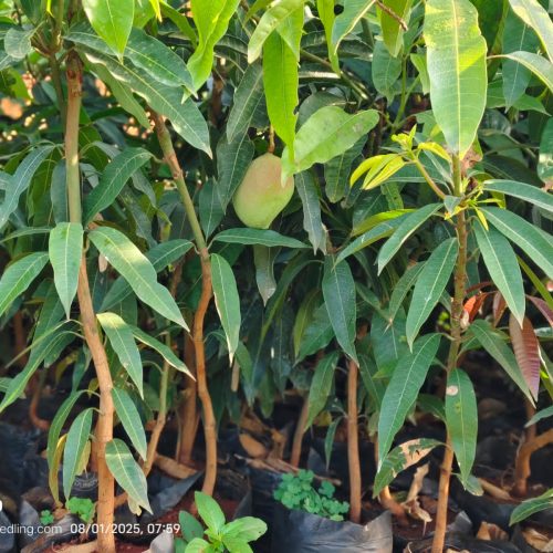 WhatsApp Image 2025-09-23 at 07.14.08_dcc52f8c