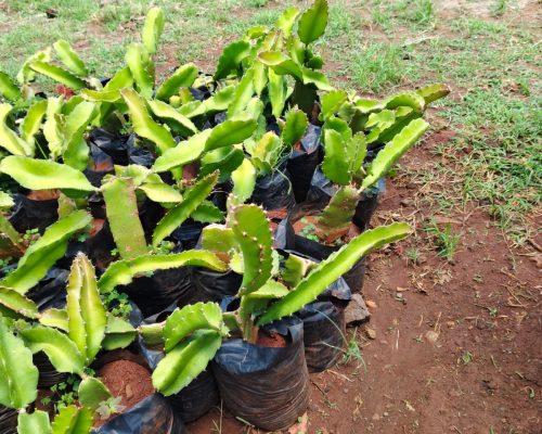 WhatsApp Image 2025-09-23 at 07.14.09_26e1892b