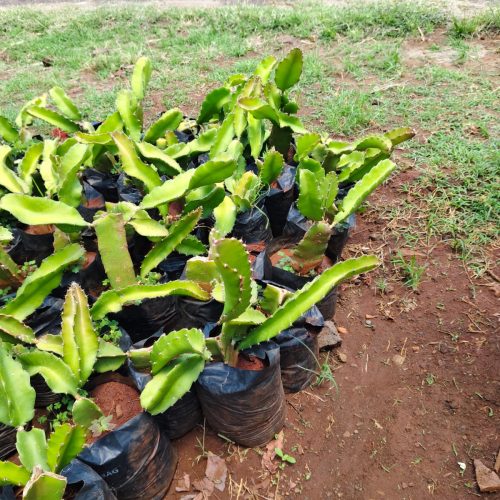 WhatsApp Image 2025-09-23 at 07.14.09_26e1892b